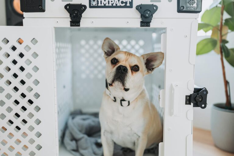 French Bulldog inside Impact dog crate for safe home pet care.